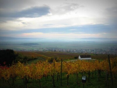 Jesen u Kutjevačkim vinogradima