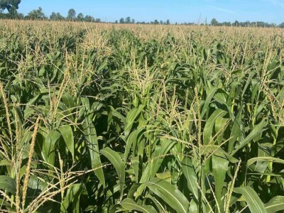 Goran Pravda - kukuruz kokičar