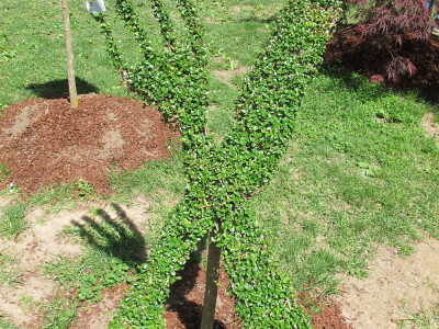 skulpture od šimšira