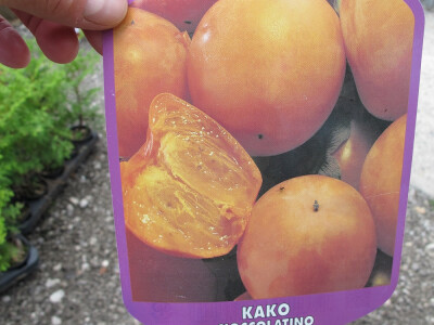 Osvrt na međunarodni Festival cvijeća u Zagrebu 52. Floraart