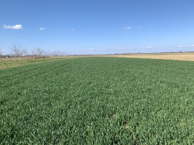 Herbicid LANCELOT 450 WG Herbicid LANCELOT 450 WG