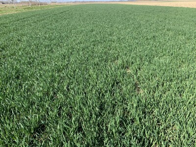 Herbicid LANCELOT 450 WG Herbicid LANCELOT 450 WG