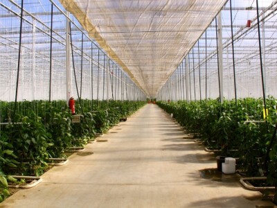 Westhof-BIO staklenik