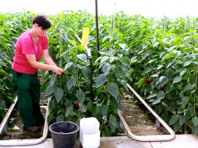 Radnica u stakleniku