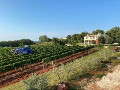 Strojno branje grožđa