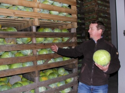 Skladištenje kupusa