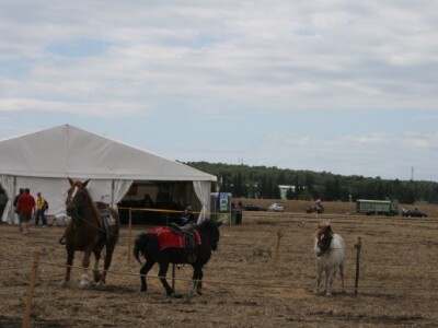 Drugi dan 59. svjetskog natjecanja u oranju