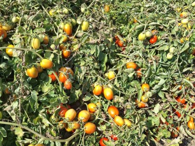 Netafim navodnjavanje na gospodarstvu Drožđek