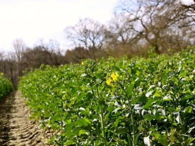 Uljana repica Gut Helmstorf