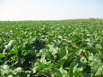 Polje šećerne repe