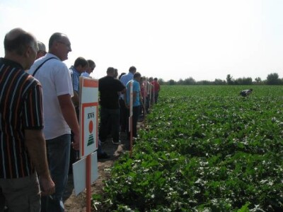 Dani polja KWS sorata šećerne repe 2013