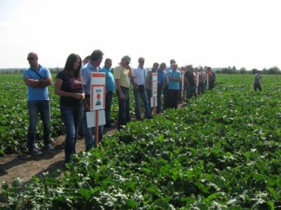 Dani polja KWS sorata šećerne repe 2013