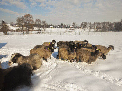 Otporne su  životinje