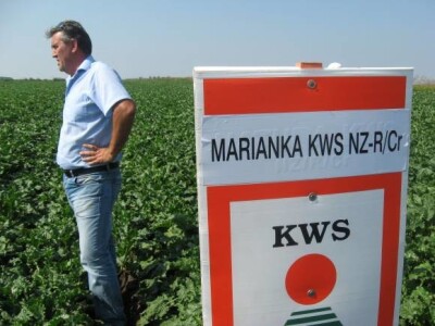 Marianka KWS - šećerna repa