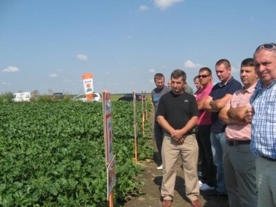 Dani polja KWS sorata šećerne repe 2013