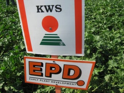 Early plant development