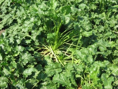 Dani polja KWS sorata šećerne repe 2013