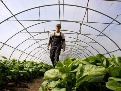 Die Grüne Kiste plastenik