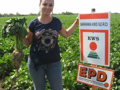 Marianka KWS šećerna repa