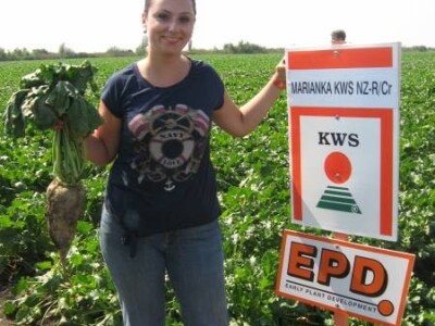 Marianka KWS šećerna repa