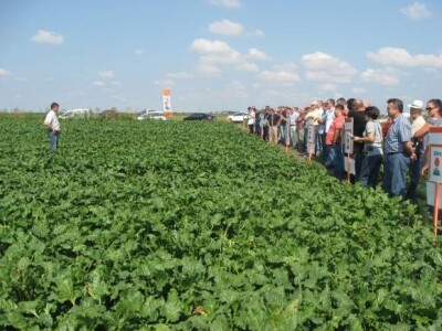 Dani polja KWS sorata šećerne repe 2013