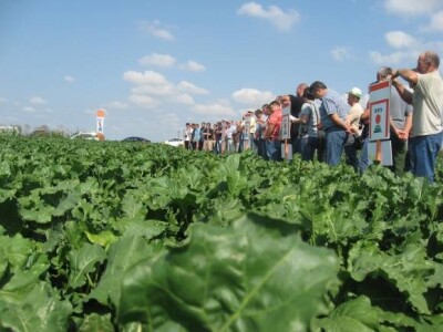 Dani polja KWS sorata šećerne repe 2013