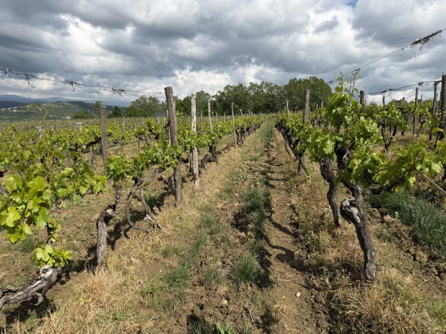Vinograd slika