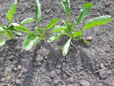 Stanje prolećnih kultura nakon setve