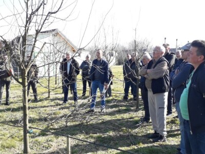 Brod voćnjaci orezivanje