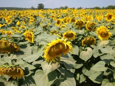 Polje suncokreta