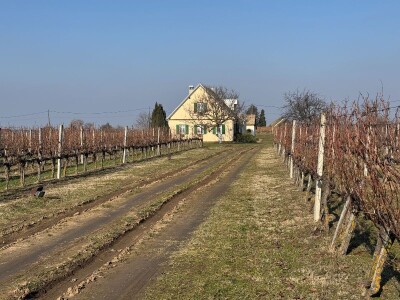 K55 vinarija i destilerija OPG tjedna