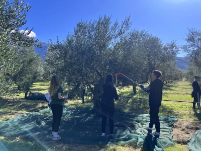BERBA MASLINA U HERCEGOVINI