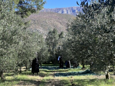 BERBA MASLINA U HERCEGOVINI