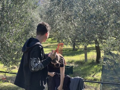 BERBA MASLINA U HERCEGOVINI