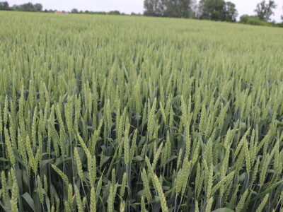 Poljoprivrednik Josip Zušćak iz Koške za RWA Hrvatska