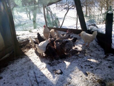 Koke su moja rehabilitacija i neću odustati od njih Koke su moja rehabilitacija i neću odustati od njih