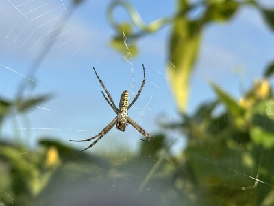 Pauk nije bauk i druge priče iz šetnji s biologinjom