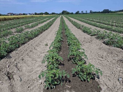 Netafim navodnjavanje na gospodarstvu Drožđek