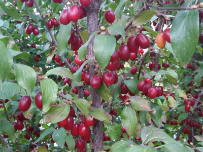 Đuro Pećanac bavi se preradom drenjine