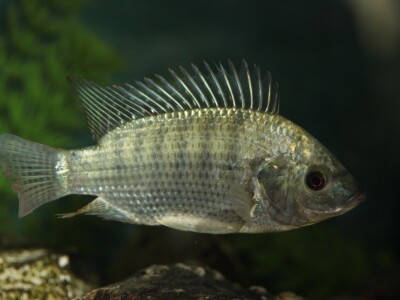 Alohtona Tilapija Foto: Perica Mustafić Alohtona Tilapija Foto: Perica Mustafić