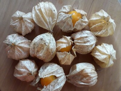 Niko ne zna zašto je Nadin paradajz žut, ni koju dinju uzgajaju