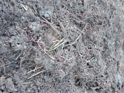 Uzgoj kalifornijskih glista Uzgoj kalifornijskih glista