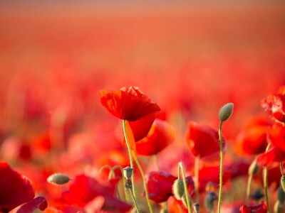 Makovi na polju