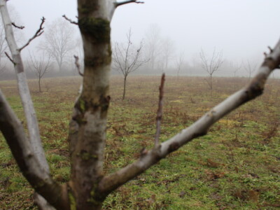 OPG Mladen Miličević