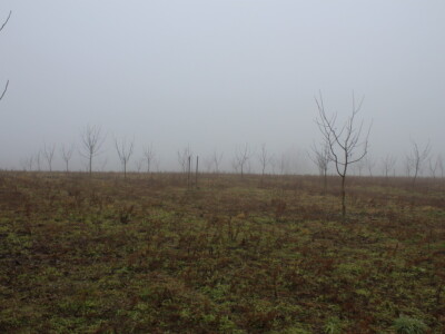 OPG Mladen Miličević