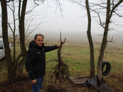 OPG Mladen Miličević