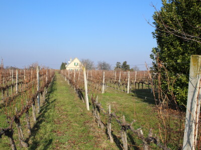 K55 vinarija i destilerija OPG tjedna