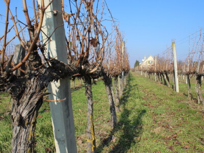 K55 vinarija i destilerija OPG tjedna