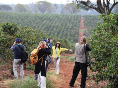 Proizvodnja kave u Keniji