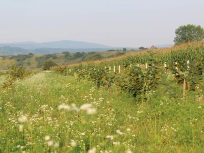 druga plantaža